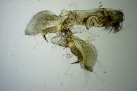 Platyedra subcinerea