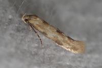 Mompha epilobiella