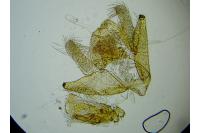 Mompha epilobiella