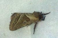 Triodia sylvina
