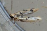 Mesophleps oxycedrella