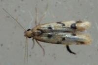 Mesophleps oxycedrella