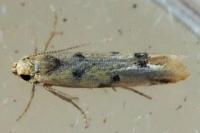 Mesophleps oxycedrella