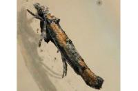 Zelleria oleastrella