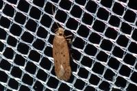 Bryotropha