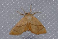 Apoda limacodes