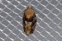Eudemis profundana