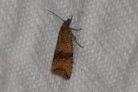 Celypha striana