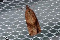 Celypha striana