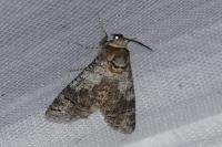 Cossus cossus