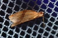 Clepsis consimilana
