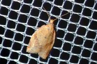 Clepsis consimilana
