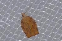 Pandemis heparana