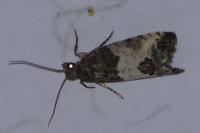 Spilonota ocellana
