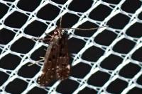 Dichomeris alacella