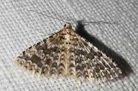 Alucita cancellata