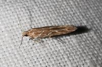 Pyroderces argyrogrammos