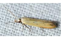 Mesophleps silacella