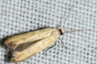 Mesophleps silacella
