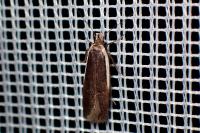 Nothris lemniscellus
