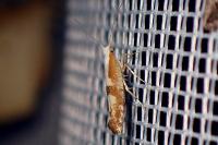 Argyresthia gr. pruniella