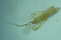 Chionodes distinctella