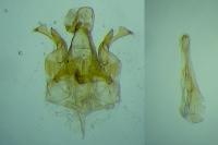 Caryocolum blandellum