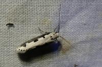 Ethmia bipunctella