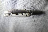 Ethmia bipunctella