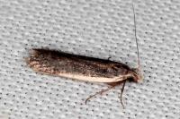 Nothris lemniscellus