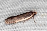 Nothris lemniscellus