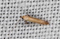 Aspilapteryx limosella