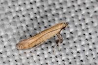 Aspilapteryx limosella