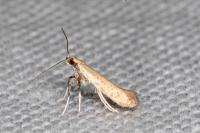 Aspilapteryx limosella