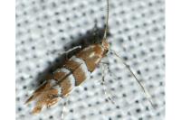 Cameraria ohridella