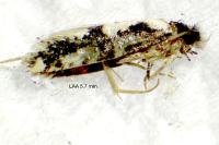 Neurothaumasia ankerella