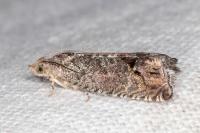 Cydia splendana