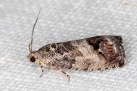 Cydia splendana