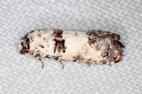 Epinotia dalmatana