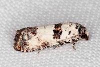 Epinotia dalmatana