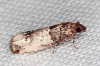 Notocelia incarnatana/mediterranea