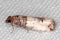Notocelia incarnatana/mediterranea