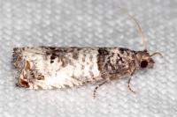 Notocelia incarnatana/mediterranea