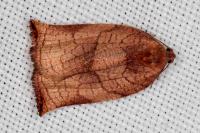 Archips podana