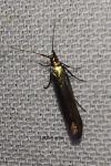 Coleophora alcyonipennella