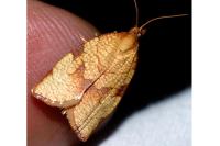 Lozotaenia cupidinana