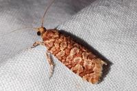 Lozotaeniodes formosana