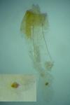 Orophia ferrugella