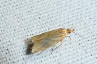 Orophia ferrugella