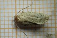 Agonopterix assimilella